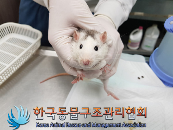 한국동물구조관리협회_411312202400948